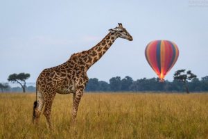 Masai Mara Ballooning